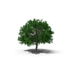 White Oak Tree 3D Model for Stunning Visualizations and Projects - Waizmart